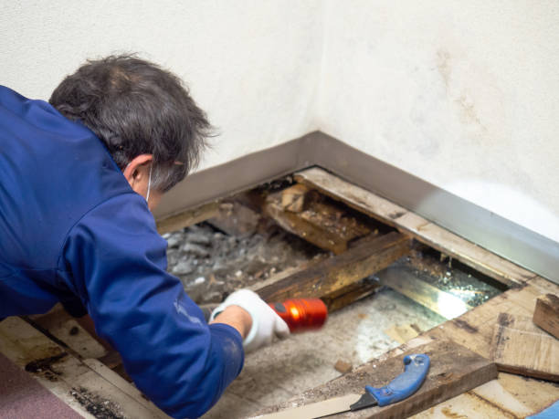 Best Water Damage Restoration  in Dallesport, WA