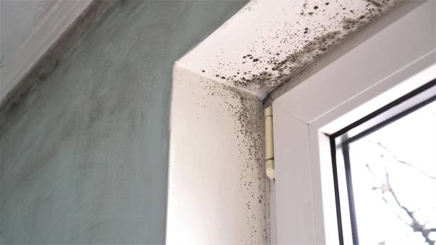 Best Professional Mold Removal  in Dallesport, WA