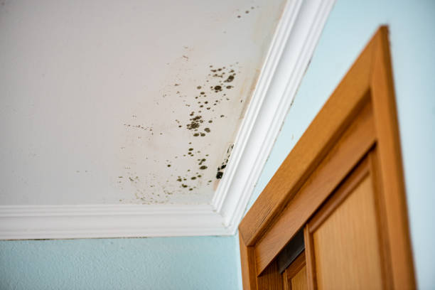 Best Certified Mold Removal  in Dallesport, WA