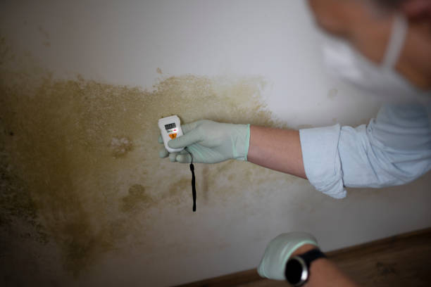 Best Mold Testing  in Dallesport, WA