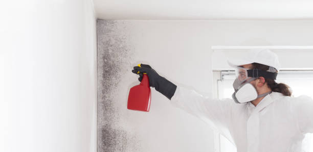 Best Mold Damage Repair  in Dallesport, WA