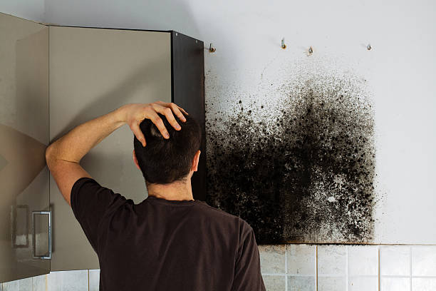 Best Local Mold Removal Service  in Dallesport, WA