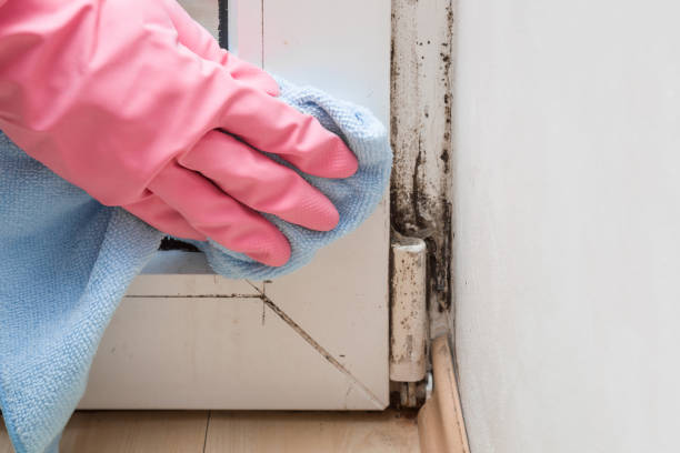 Best Professional Mold Removal  in Dallesport, WA