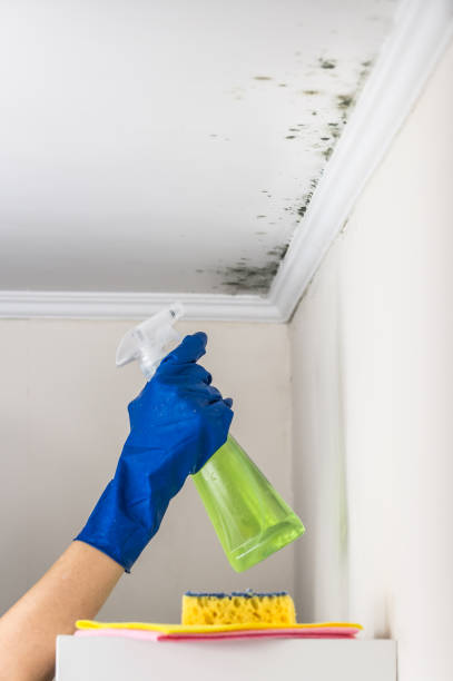 Best Fast Mold Removal  in Dallesport, WA