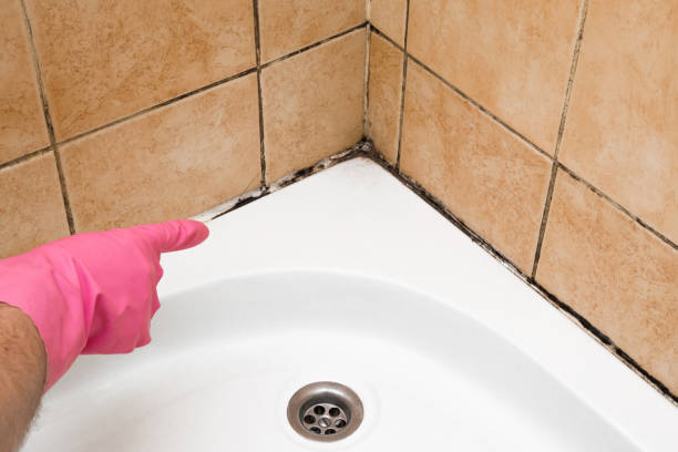 Best Local Mold Removal Service  in Dallesport, WA